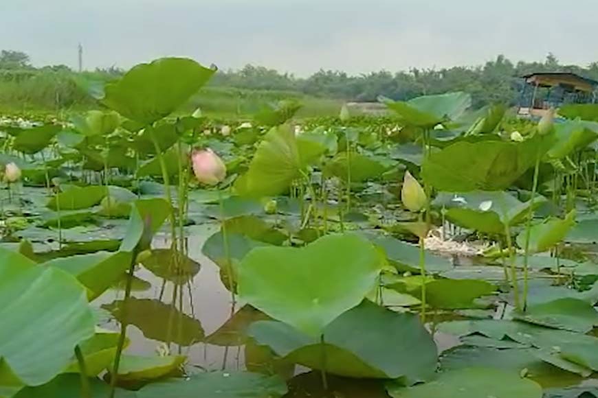 Jalangi river turns into a lotus colony, thanks to RPF worker Nishit Mondal - GetBengal story