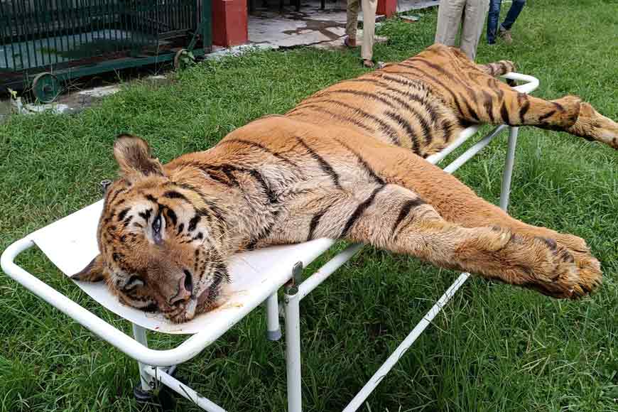 At 25 Years And 10 Months, Royal Bengal Tiger Raja Dies