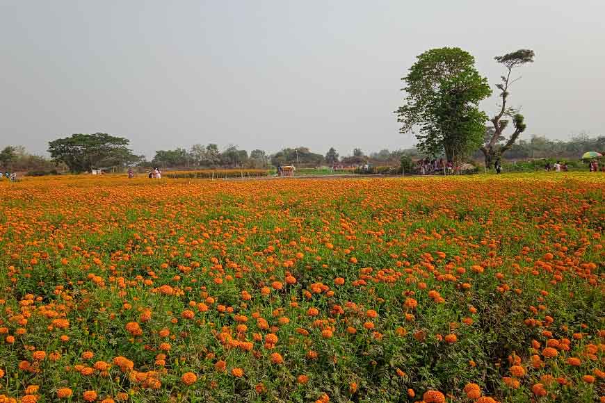 West Bengal's 'flower village' Khirai, helping garner alternative employment for farmers
