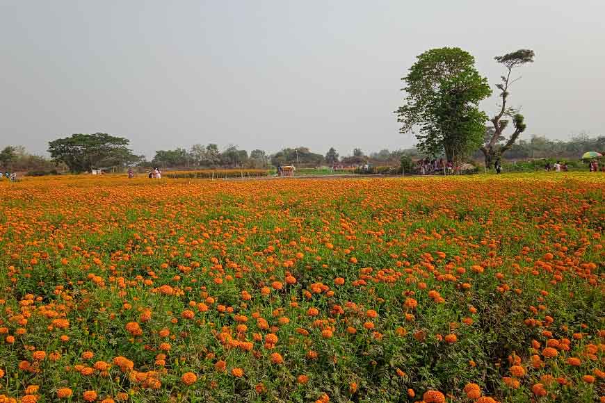 Bengal’s flower village “Khirai” is generating alternate employment for farmers