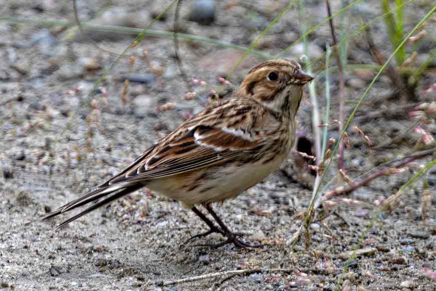 New bird species spotted by Bengali bird enthusiasts in Arunachal - GetBengal story