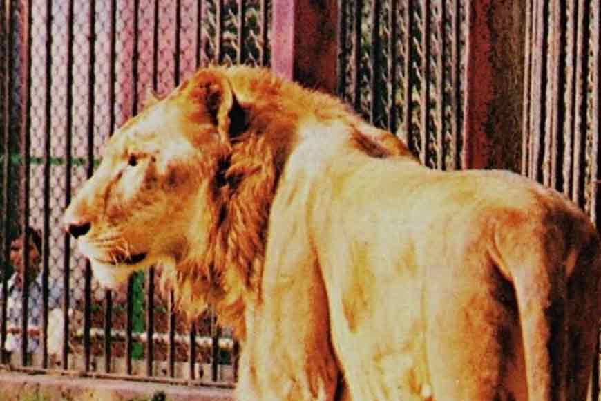 Remember the Litigon and Tigon of Alipore Zoo?