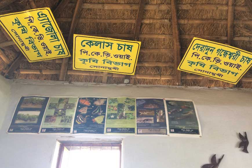 How cluster farmers of Bankura are reviving lost varieties of Bengal paddy