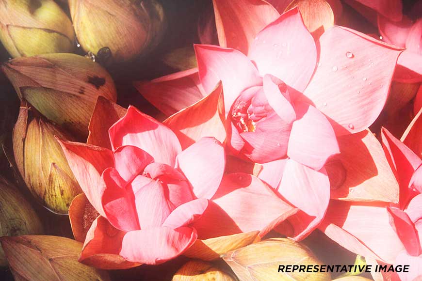 Durga Puja gives the lotus farmers of Bankura a big financial boost - GetBengal story