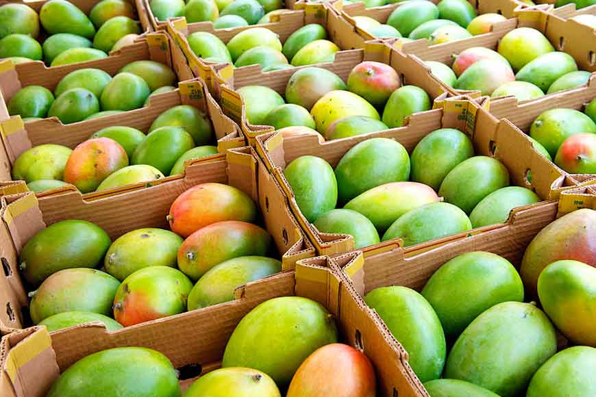 Hooghly joins Malda and Murshidabad as big-time mango exporters in Bengal