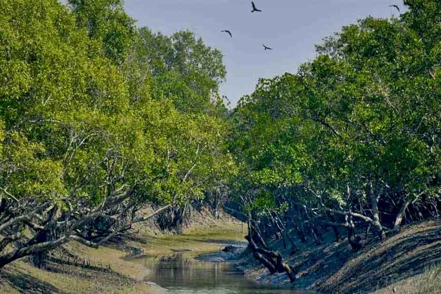 Three students from Bengal help in Mangrove Conservation in a unique way