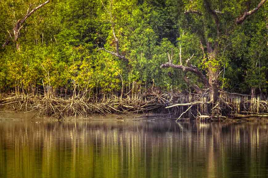 Mangroves to the rescue of river banks along Kolkata - GetBengal story