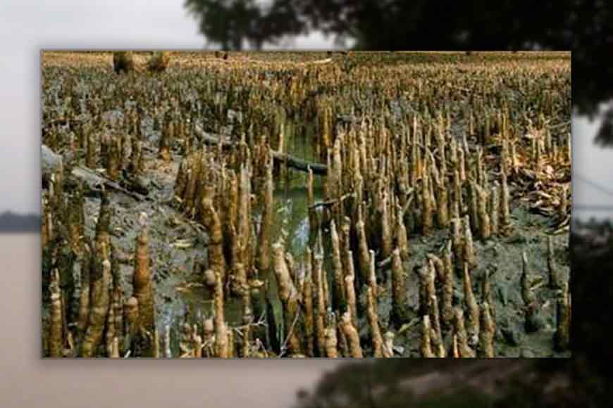 Sudden spurt of Mangroves in Botanical Gardens has concerned scientists