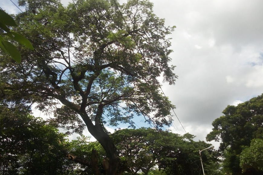 'Green Man' Mantu Hait - the Bengal lawyer behind the creation of an urban forest