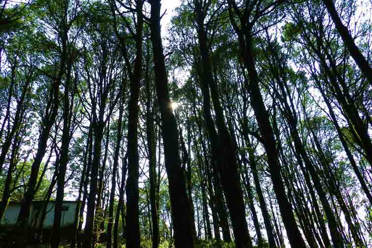 Hiking down Corbett’s country at Mukteshwar