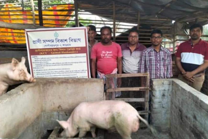  ‘Smart farmer’ successfully sets up piggery at Jhargram, thank to ‘Duare Sarkar’- GetBengal story