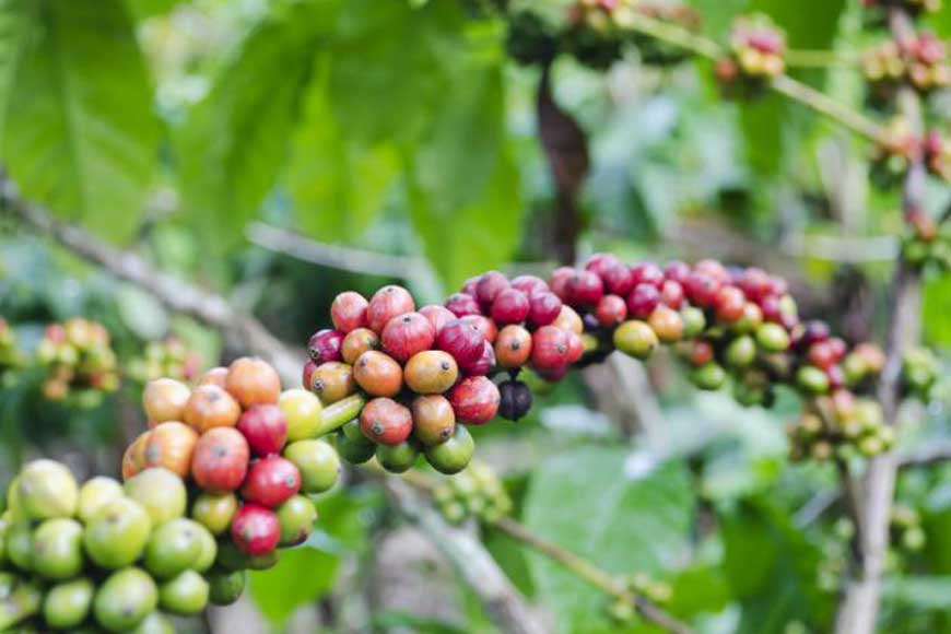 Mungpoo’s Cinchona Plantation now grows coffee!