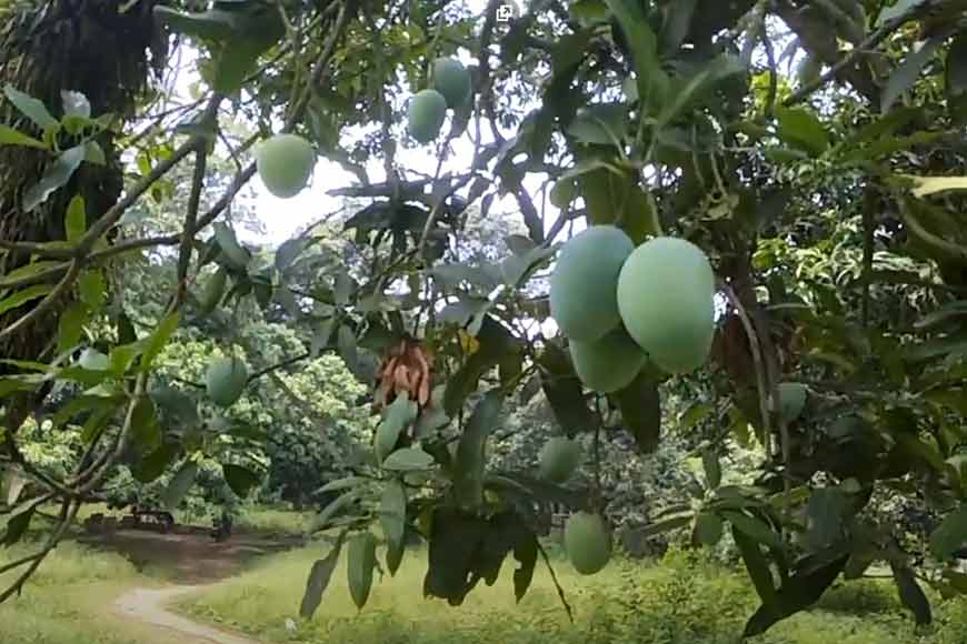 Nawabpasand to Kalasur, Kohitoor to Saranga - a quick glance at the Murshidabad mango breeds - GetBengal story