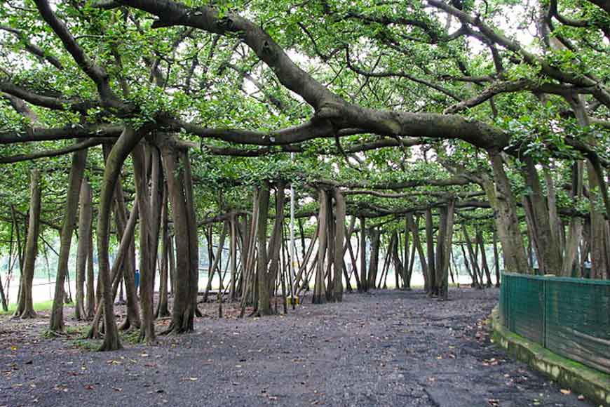 270-year-old Great Banyan Tree of Botanical Gardens ravaged by Amfaan