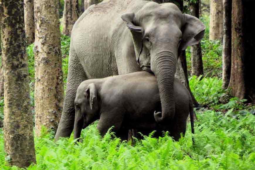 We don’t kill elephants! Bengal uses innovative elephant management system