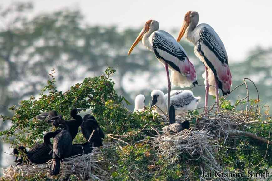 Birders thrilled at reverse migration of birds at Rabindra Sarobar