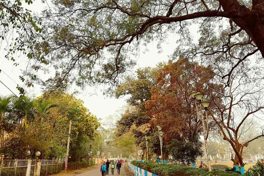 Here is a ‘Different Murshidabad’ with its Rain Trees