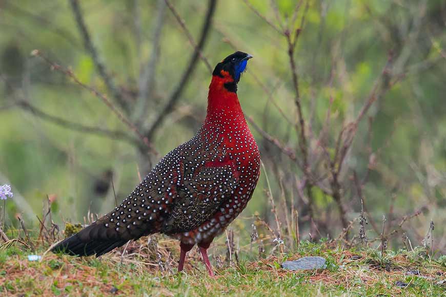 Rare Bird, sighted 170 years ago, seen again in Darjeeling