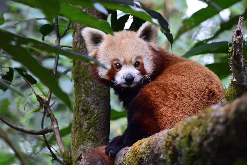 Darjeeling Zoo breeding programmes help in preserving Red Pandas