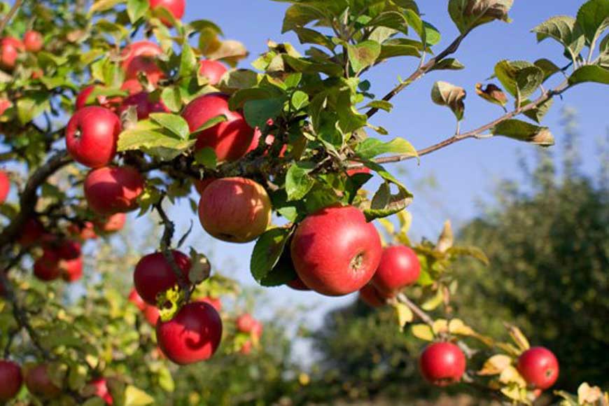 Murshidabad’s Sagardighi paves the way for apple plantation in Bengal