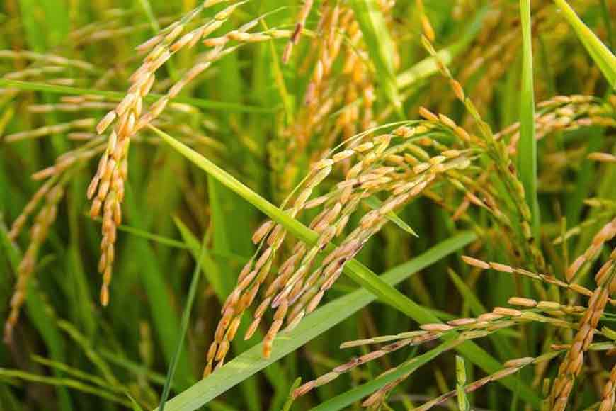 Bengal introduces ‘salt-tolerant paddy’ for coastal areas – answer to Climate Change