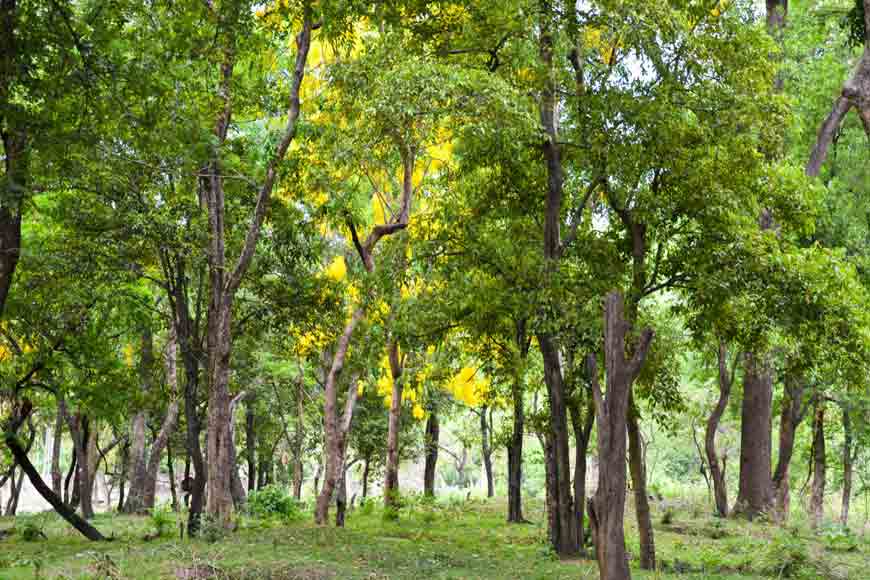 A very tall Sandalwood tree in the last remaining natural sandalwood... |  Download Scientific Diagram