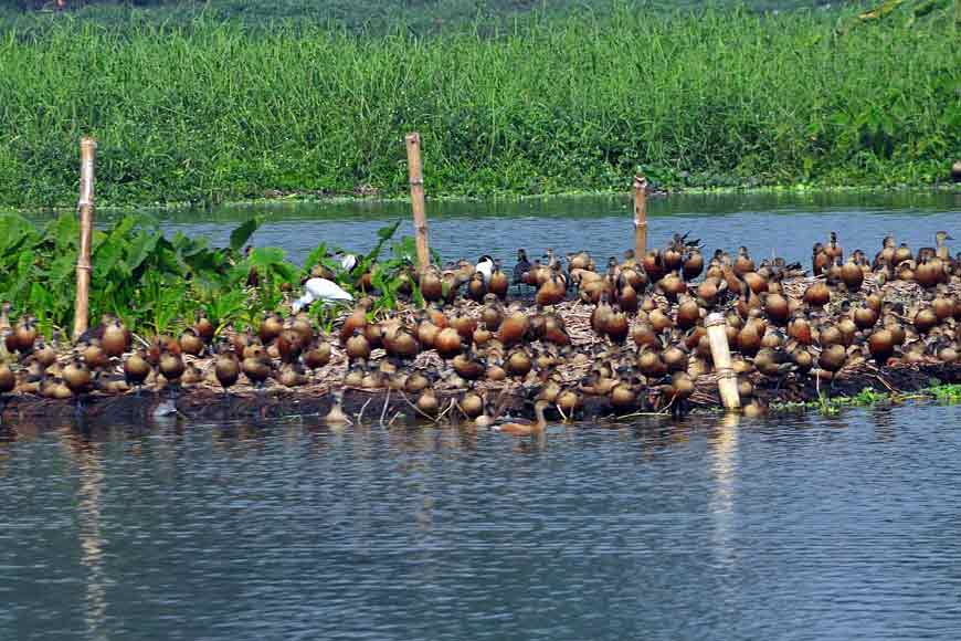 Famous Santragachhi Lake being revamped to draw more migratory birds this year!