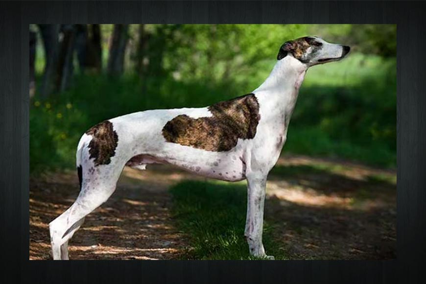 On International Dog Day, let’s talk about undivided Bengal’s only purebred hound