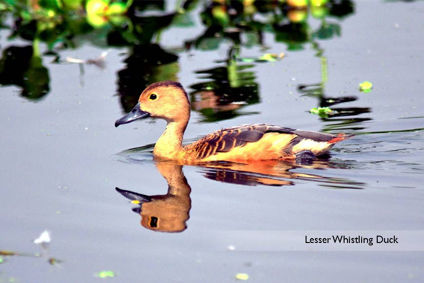 Migratory bird count at Santragachhi Jheel at 5-year high!