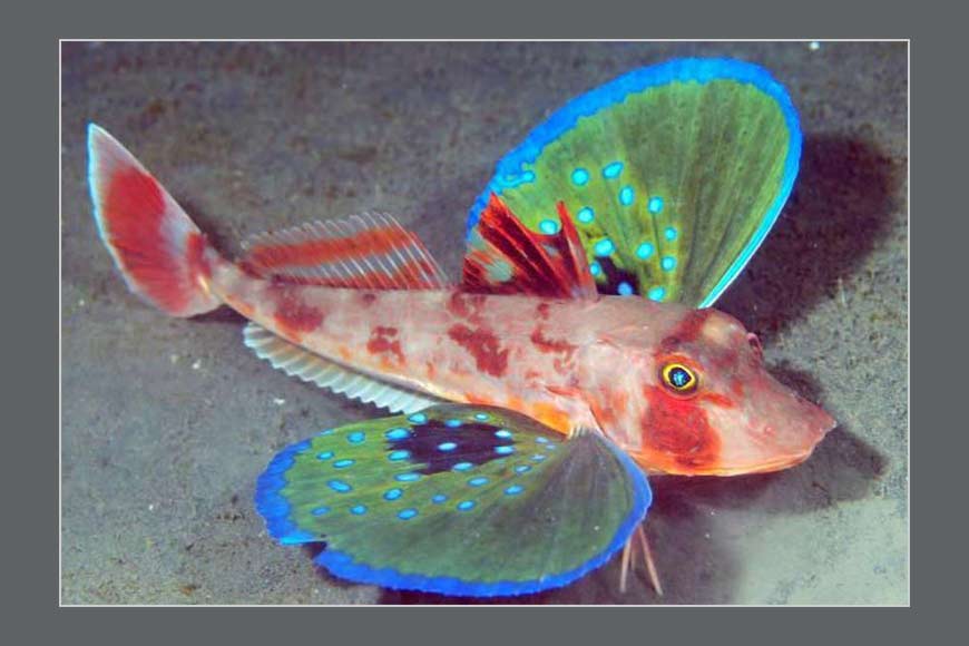 Global scientific community abuzz with sea-robin species discovered in Digha – GetBengal story