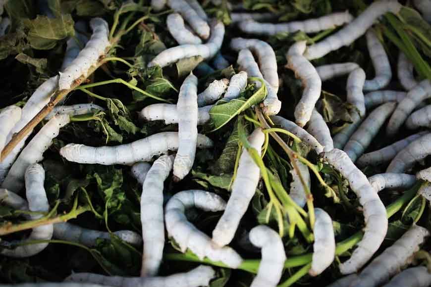 Birbhum’s Gunutia on Mayurakshi was India’s first sericulture hub more than a century ago