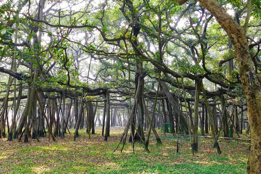 Why ‘Shibpur Botanical Garden’ owes a huge debt to William Roxburgh