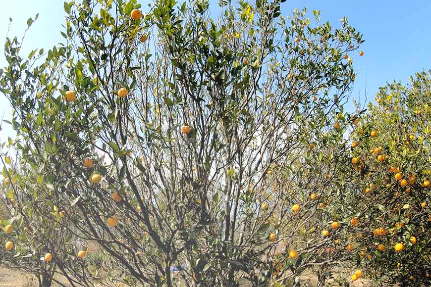 Sittong, Bengal’s orange and quinine county