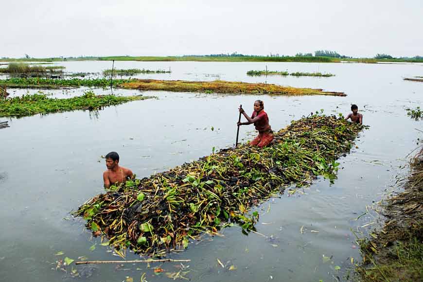 Sundarbans farmers turn to floating farms to counter cyclone crisis