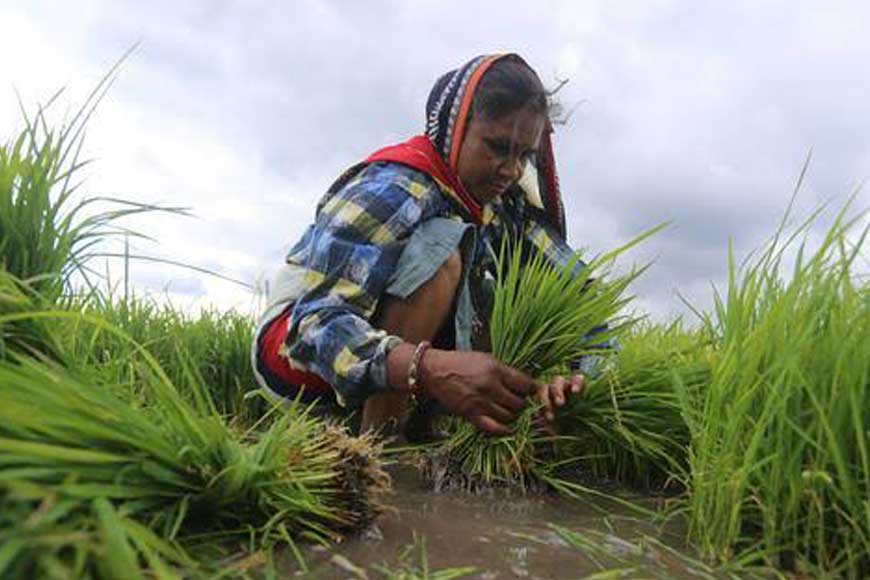 Indigenous rice cultivation and seed preservation in the Sundarbans