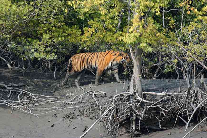 India’s only mangrove zoo to come up at Jharkhali