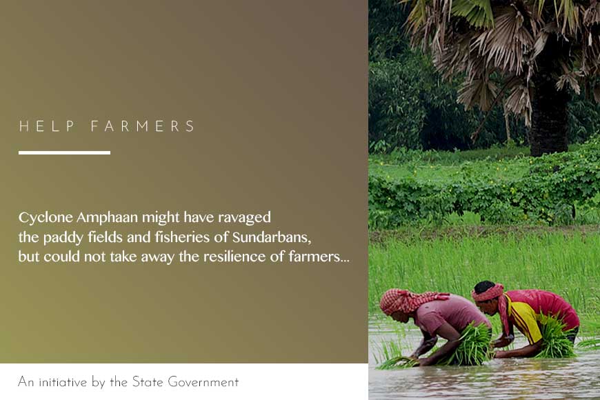 State helps Sundarbans’ farmers grow salt-resistant paddy post Amphaan