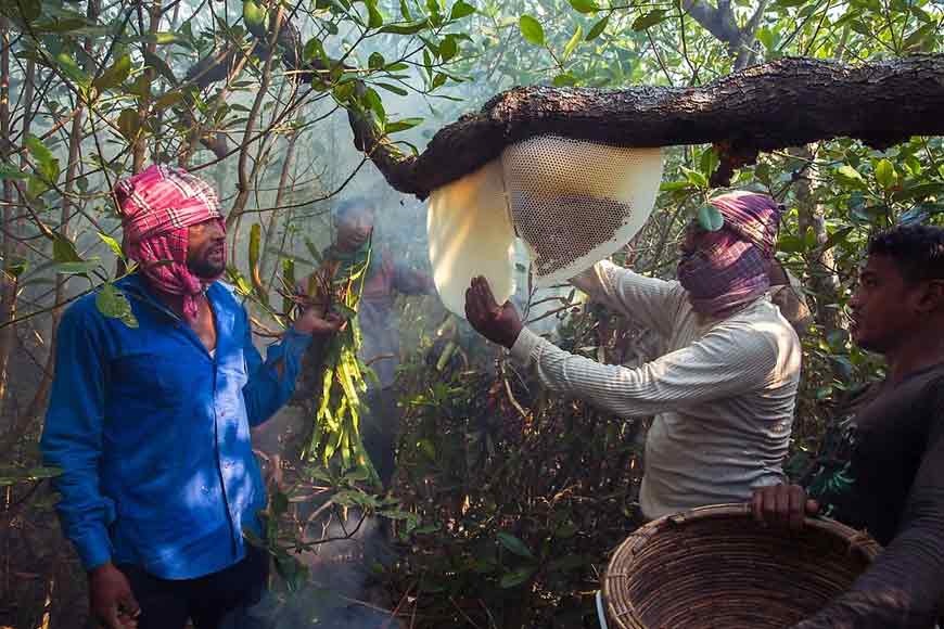 India makes a ‘bee-line’ for pure Bengal Honey