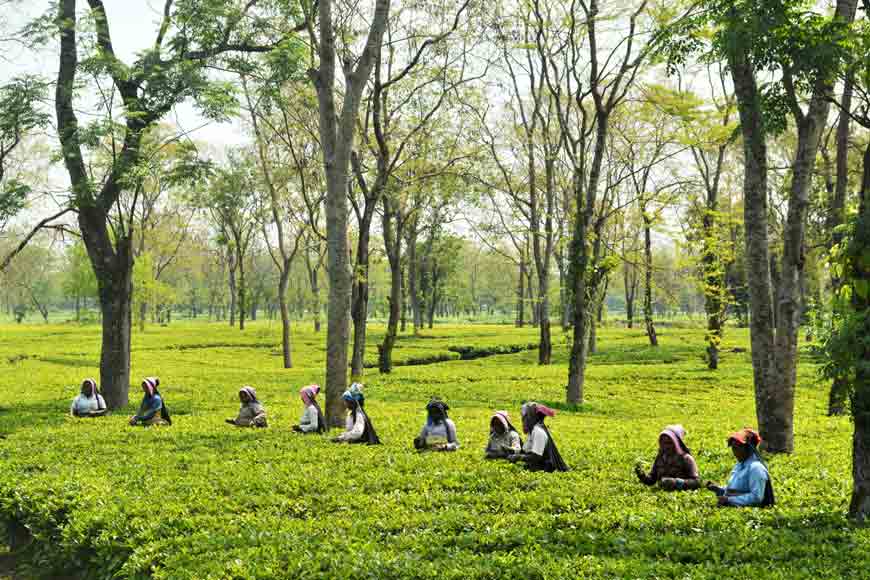 Bengal’s Tea Tourism gets a big revenue boost: State Government eases land use norms