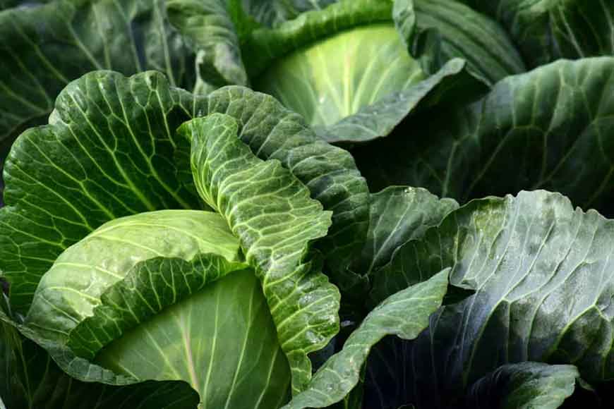 Murshidabad sets record in cabbage production this winter