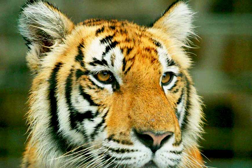 The Royal Bengal Tiger population is at risk in Sundarbans