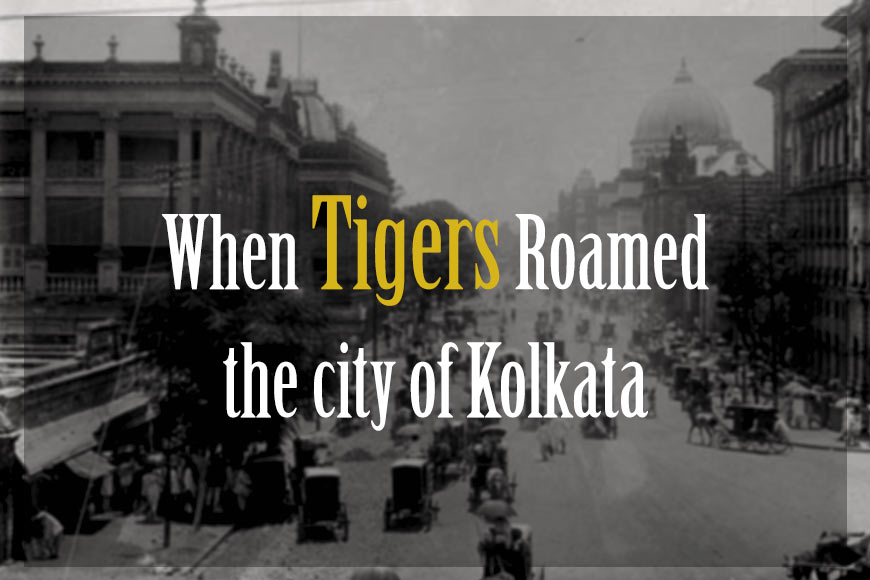 When tigers roamed the streets of Kolkata