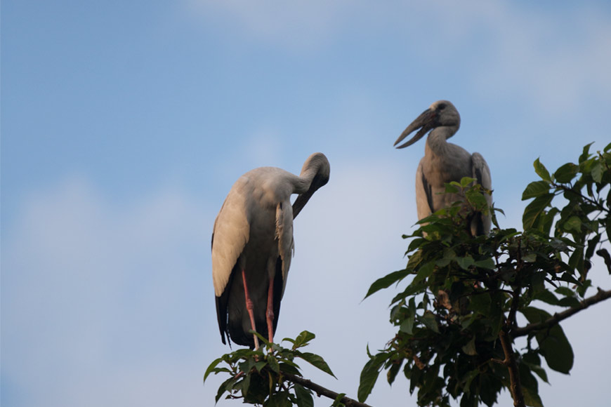 The fascinating birds of Kulik Bird Sanctuary