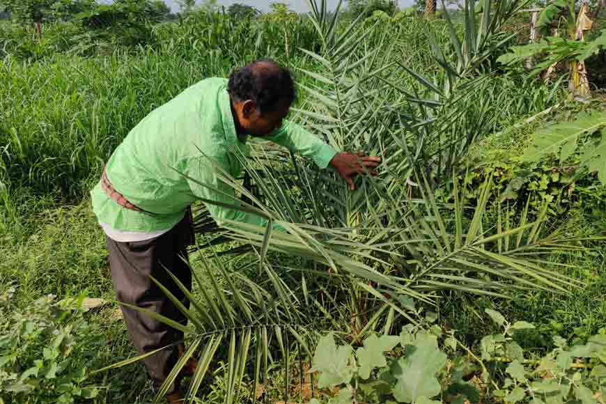 UAE Dates cultivated in Katwa successfully brings hope to farmers