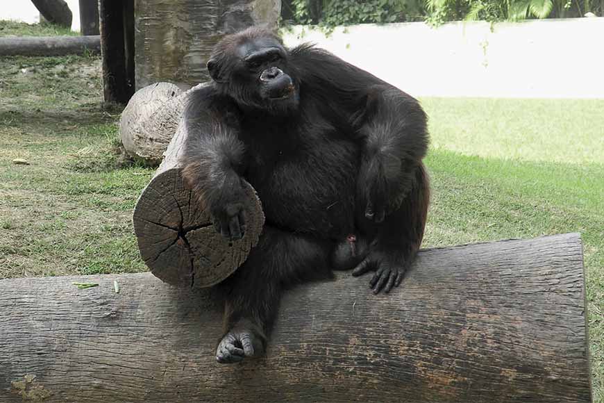 Virtual tour to live stream animals twice a day from Alipore and Darjeeling zoo