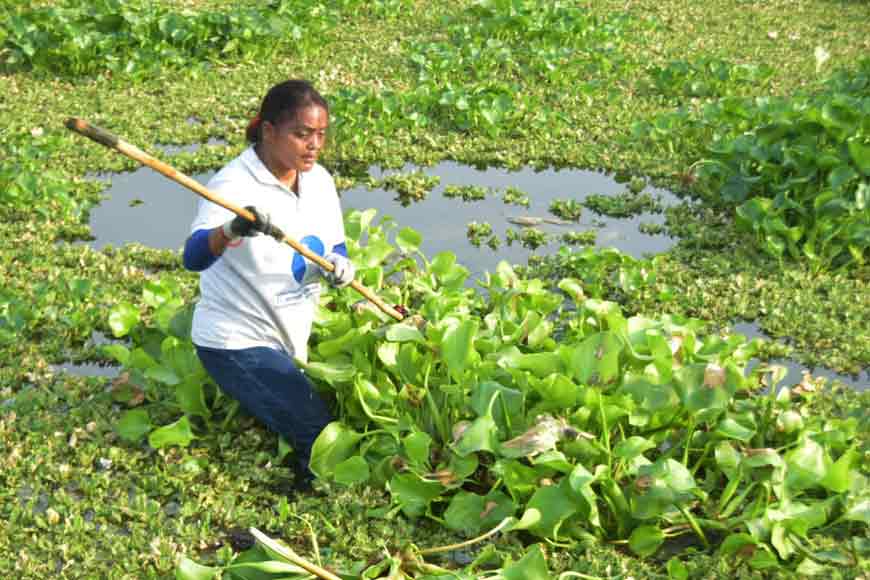 Sarees made of water hyacinth yarn set to win hearts - GetBengal story