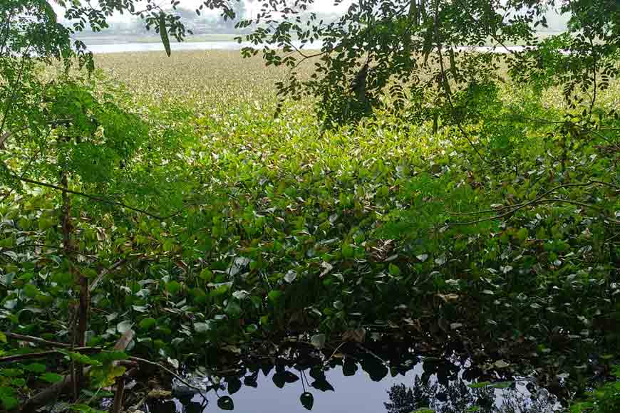 Water Hyacinth – a simple aquatic beauty with a complicated back-story