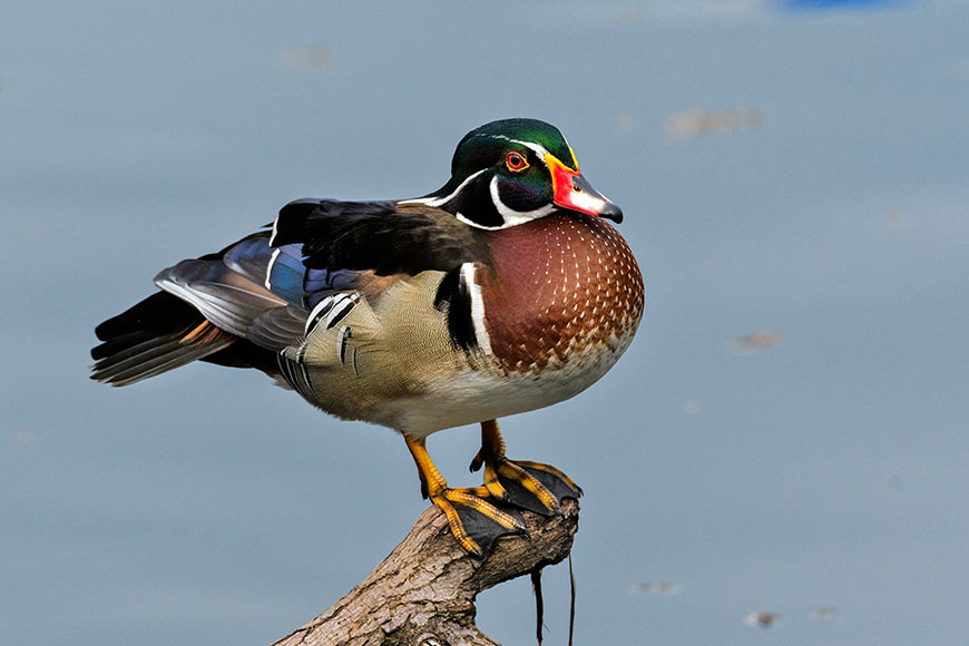 American wood duck land up in Bengal