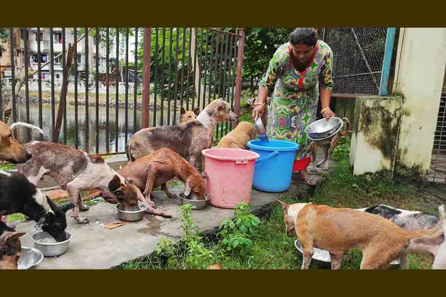 On World Animal Day, a Kolkata hospital is asking for your help