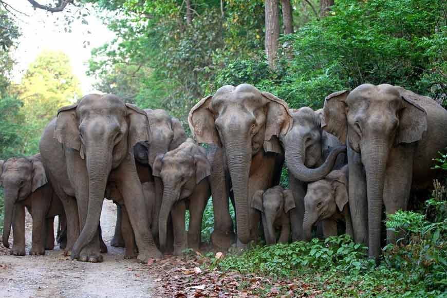 Ray of hope in West Bengal on World Wildlife Day